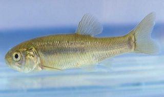 生物累积性测试